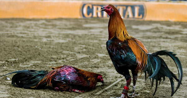 cock fights puerto rico