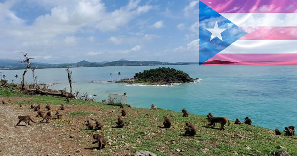 puerto rico monkey island