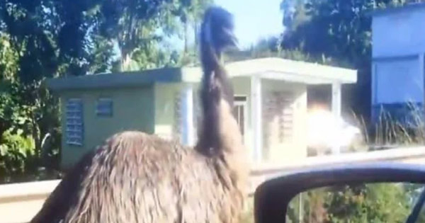 emu puerto rico video