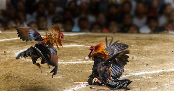 puerto rico cock fight