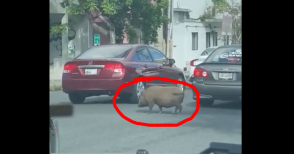 pigs puerto rico