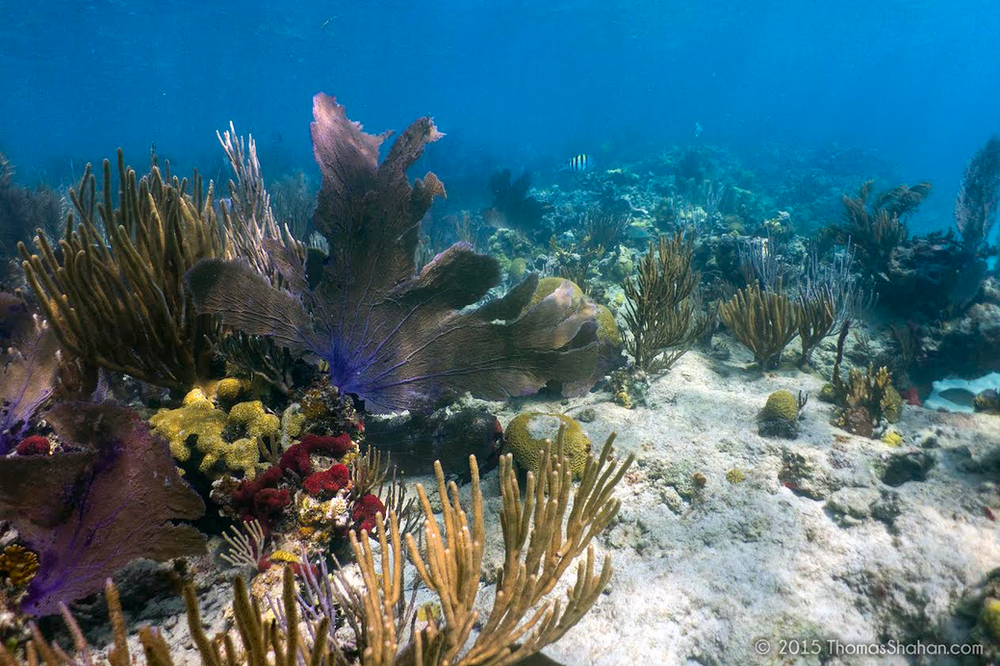 Marine biologists color reefs to rejuvenate them