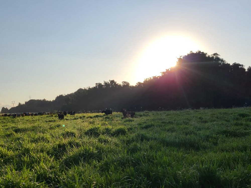 Milk output declines in Puerto Rico attributed to multiple reasons