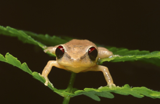 Request for proposals issued for amphibian research