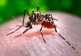 Dengue cases have surged threefold, resulting in nine deaths, according to the Health Secretary.