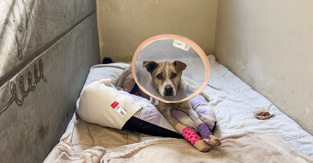 Canelo, a pup with burned paws, is one of numerous animals saved from the fires in Los Angeles.